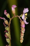 Tracy's sundew