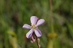 Tracy's sundew