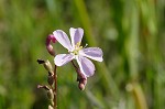 Tracy's sundew