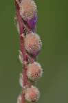 Tracy's sundew