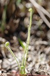 Tracy's sundew