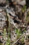 Tracy's sundew