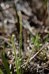 Tracy's sundew