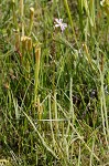 Tracy's sundew