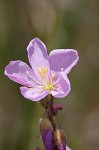 Tracy's sundew