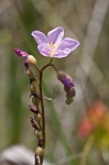 Tracy's sundew