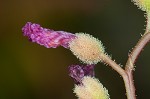 Tracy's sundew