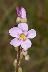 Tracy's sundew