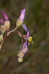 Tracy's sundew