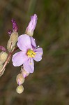 Tracy's sundew