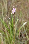 Tracy's sundew