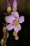 Tracy's sundew