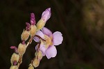 Tracy's sundew