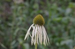 Purple coneflower