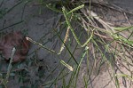 Indian goosegrass