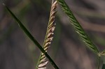 Indian goosegrass