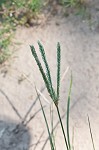 Indian goosegrass