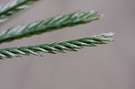 Indian goosegrass