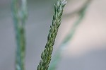 Indian goosegrass