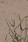 Indian goosegrass