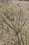 Indian goosegrass