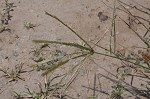 Indian goosegrass