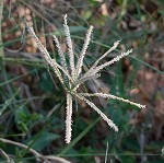 Indian goosegrass