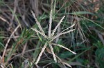 Indian goosegrass