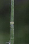 Horsetail