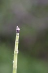 Horsetail