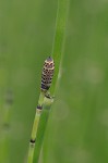 Horsetail