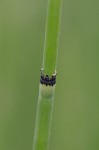 Horsetail