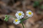 Philadelphia fleabane