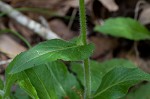 Philadelphia fleabane