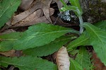 Philadelphia fleabane