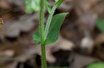 Philadelphia fleabane