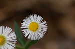 Philadelphia fleabane