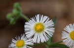 Philadelphia fleabane