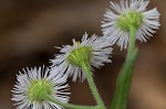 Philadelphia fleabane