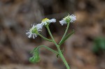 Philadelphia fleabane