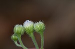 Philadelphia fleabane