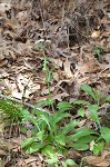 Philadelphia fleabane