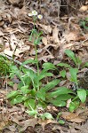 Philadelphia fleabane