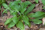 Philadelphia fleabane