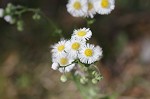 Philadelphia fleabane