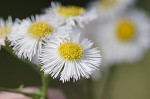 Philadelphia fleabane