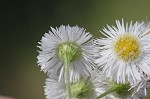 Philadelphia fleabane