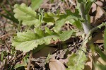 Philadelphia fleabane