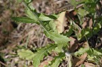 Philadelphia fleabane