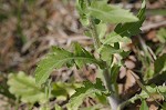 Philadelphia fleabane